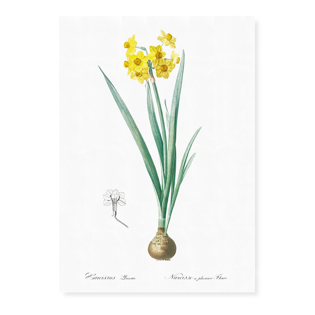 Daffodil By Pierre-Joseph Redouté - Art Print