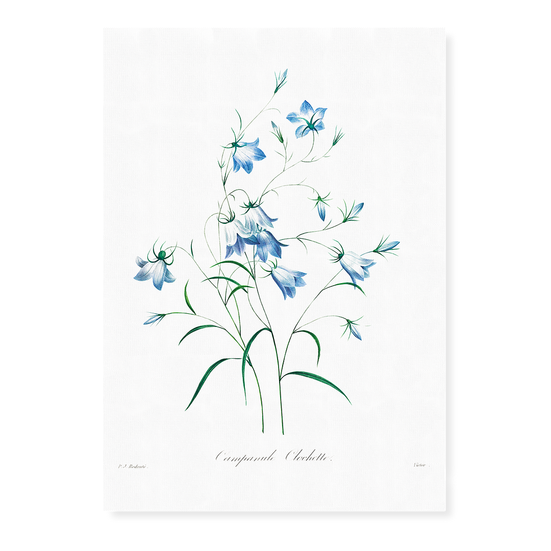Campanule By Pierre-Joseph Redouté - Art Print