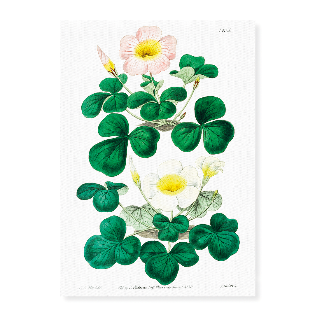 Variable oxalis - Art Print