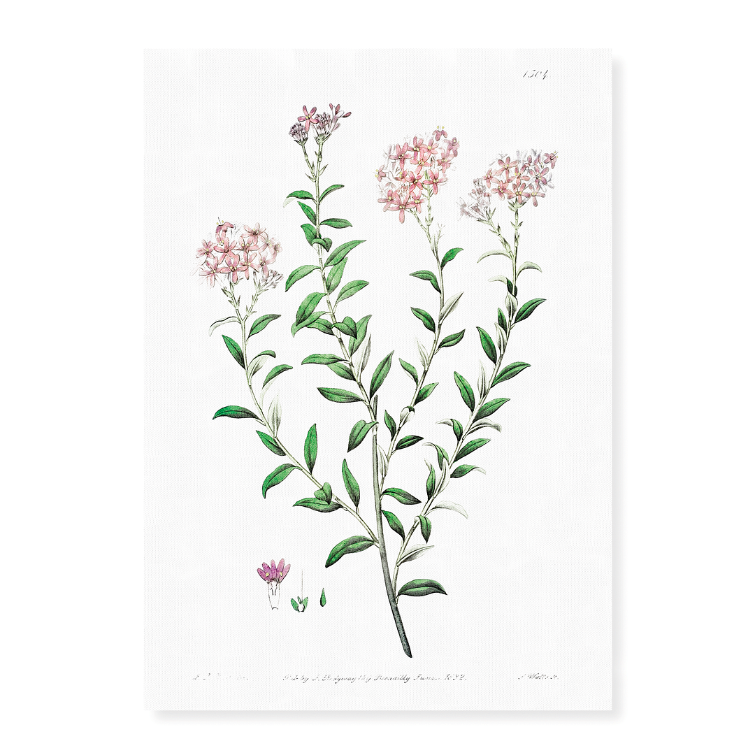 Dr. Gills selago - Art Print