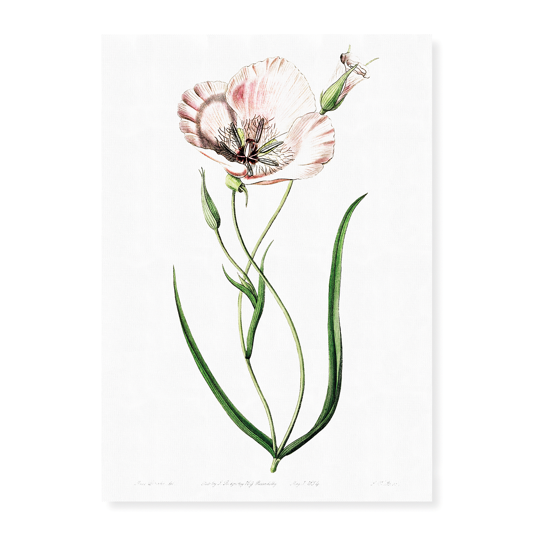 atiny calochortus - Art Print