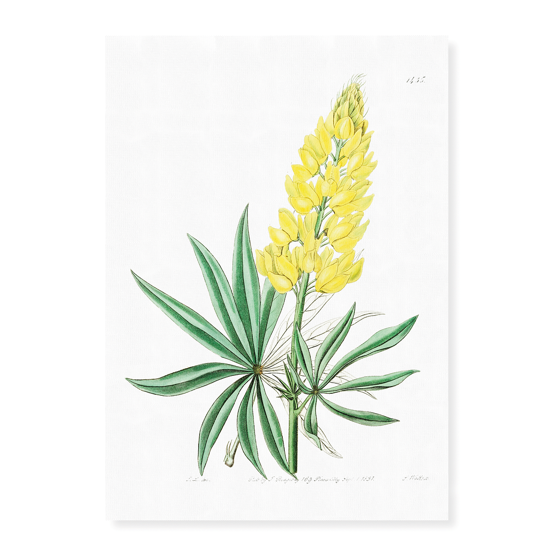 Yellow perennial lupine - Art Print