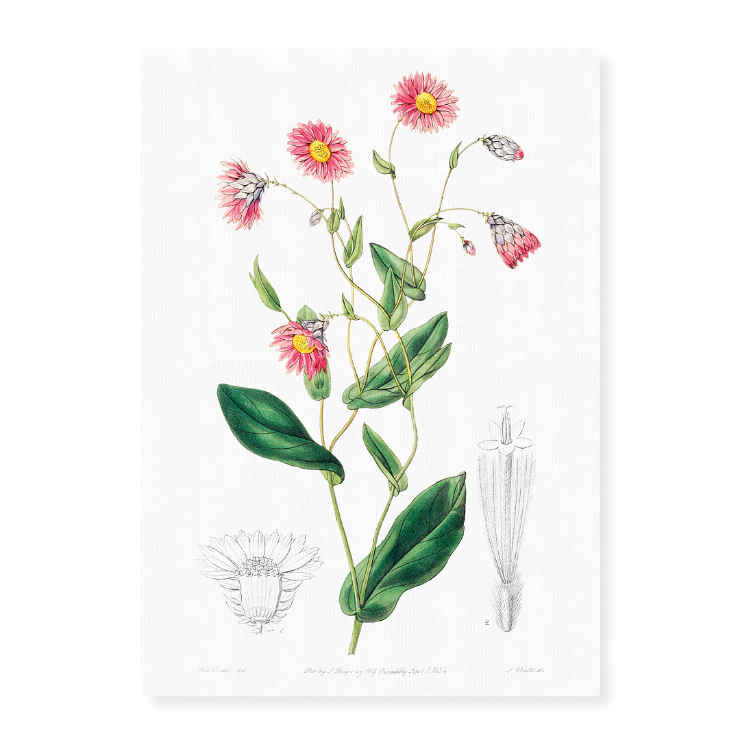 Captain Mangle's rhodanthe - Art Print
