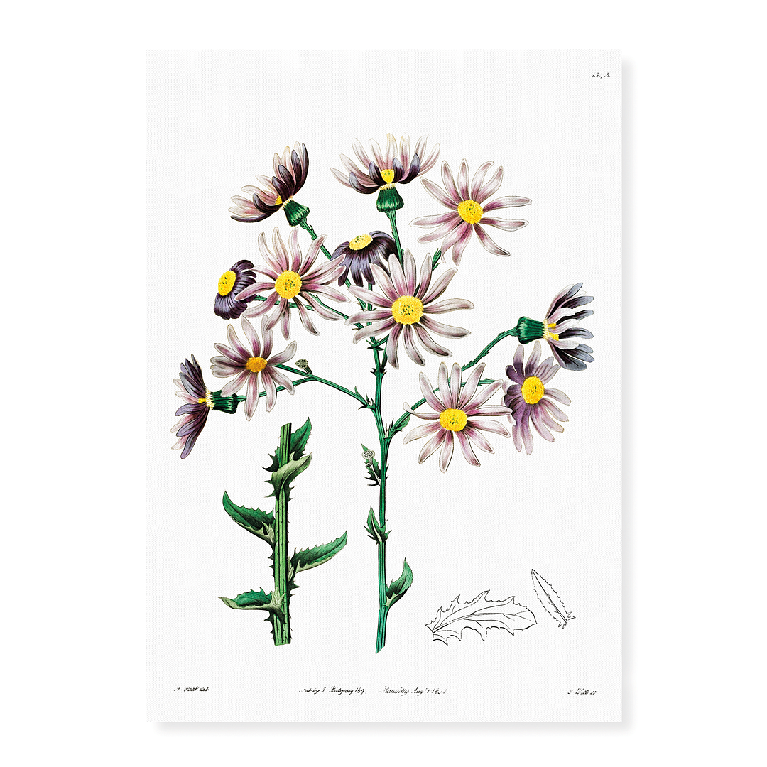 Lilac senecio - Art Print