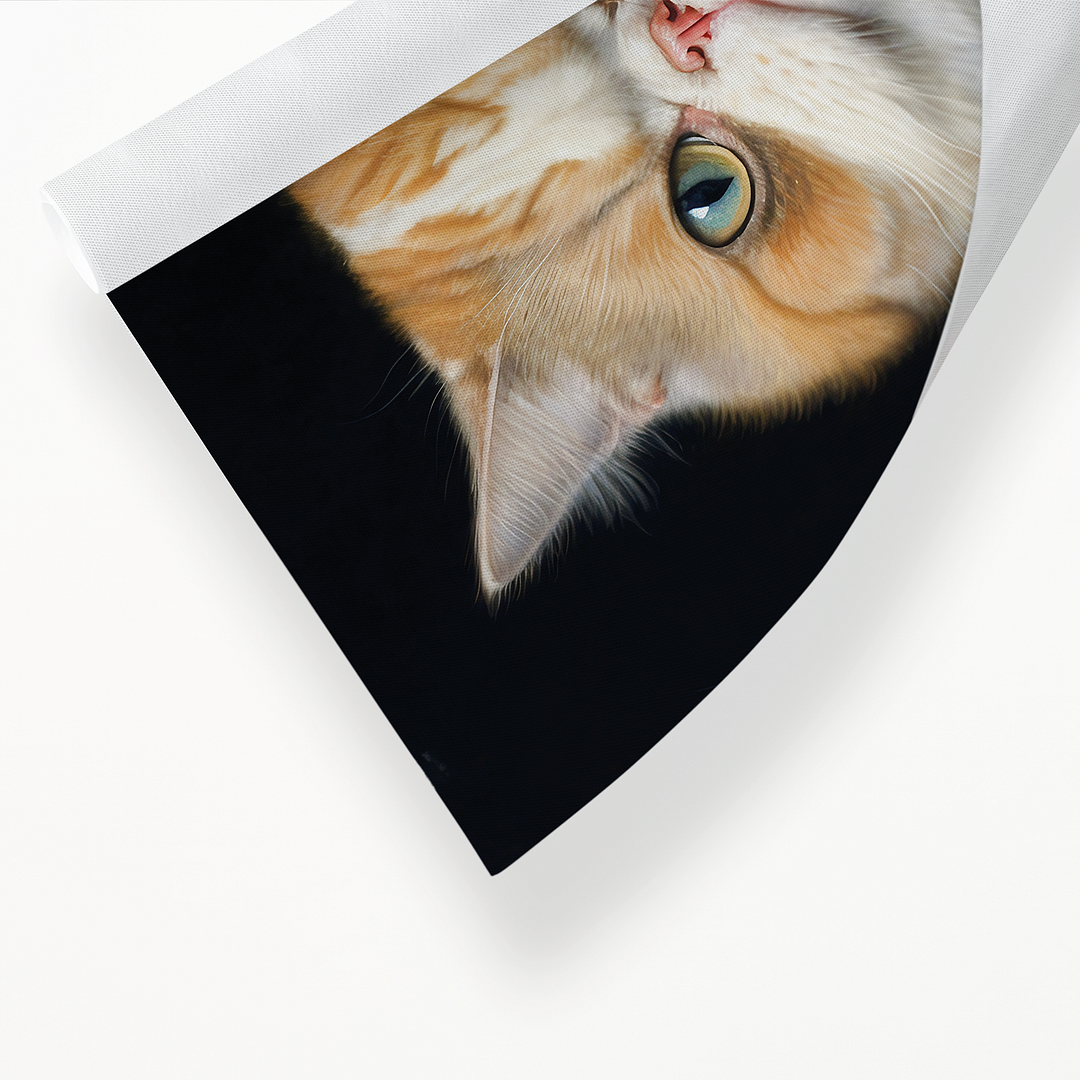 Renaissance painting of a Exotic Shorthair - Art Print