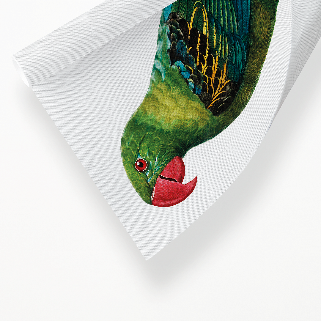 Great-Billed Parrot, Tanygnathus megalorynchos - Art Print