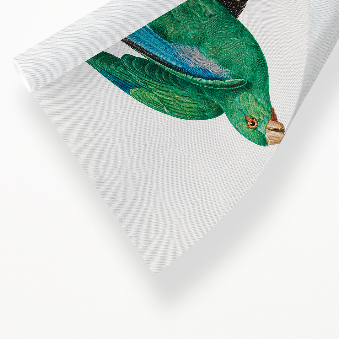 Marigold Parakeet, Female - Art Print