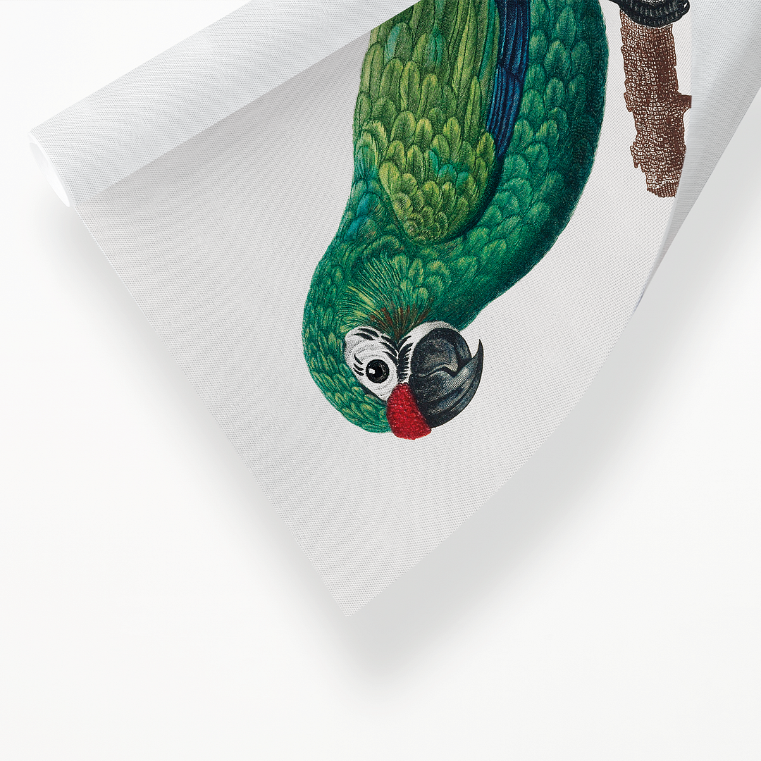 Military Macaw, Ara militaris - Art Print