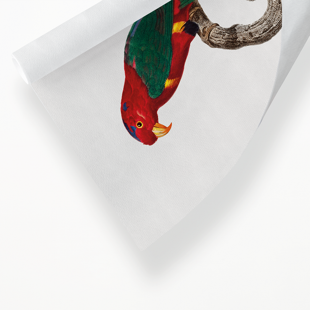 Papuan Lorikeet - Art Print
