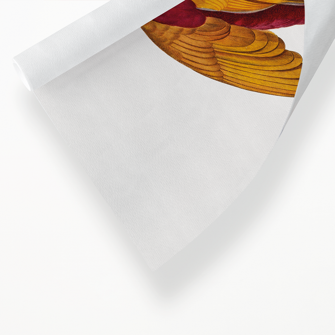 Red-and-Gold Lory, Lorius rex - Art Print