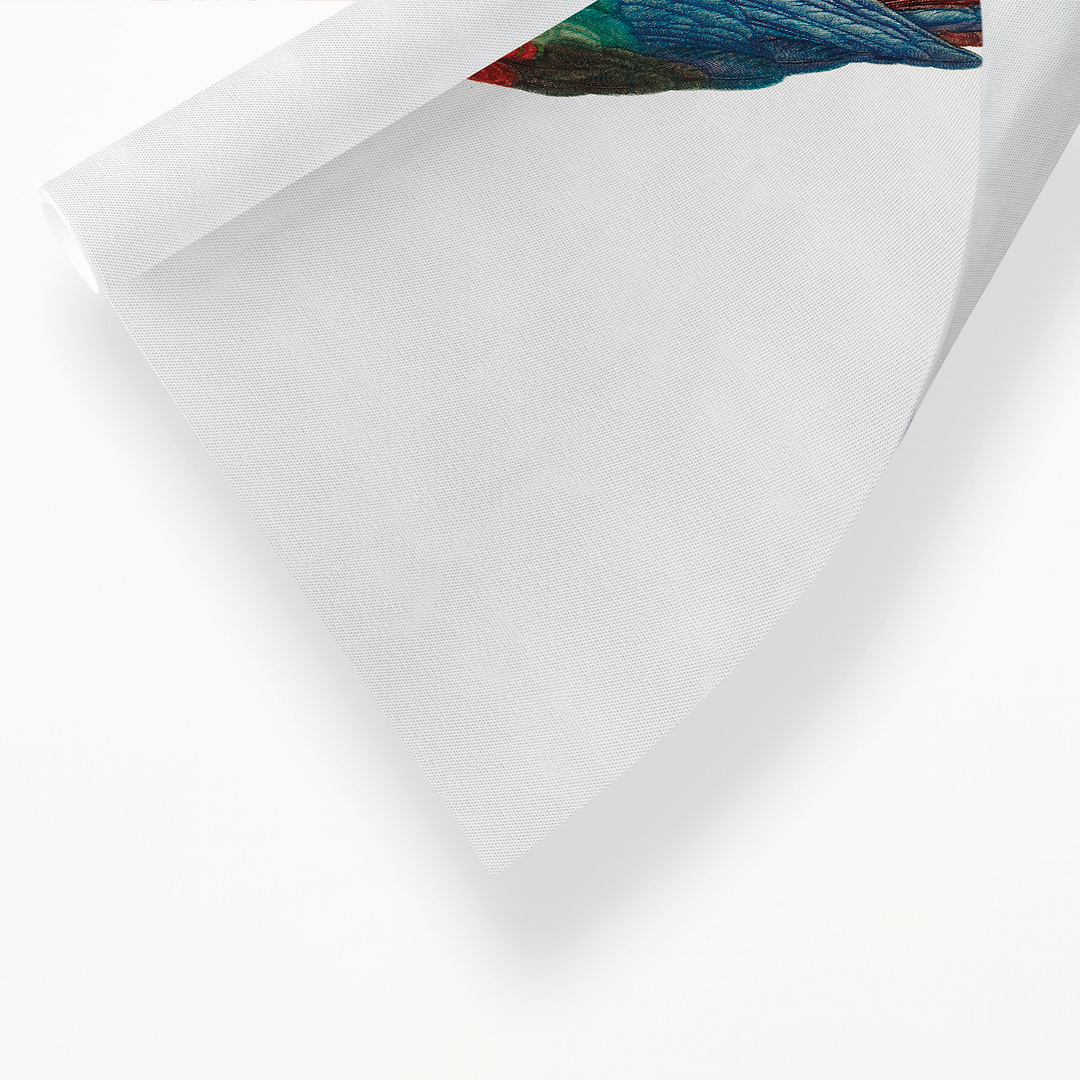 Scarlet Macao, Ara Macao - Art Print