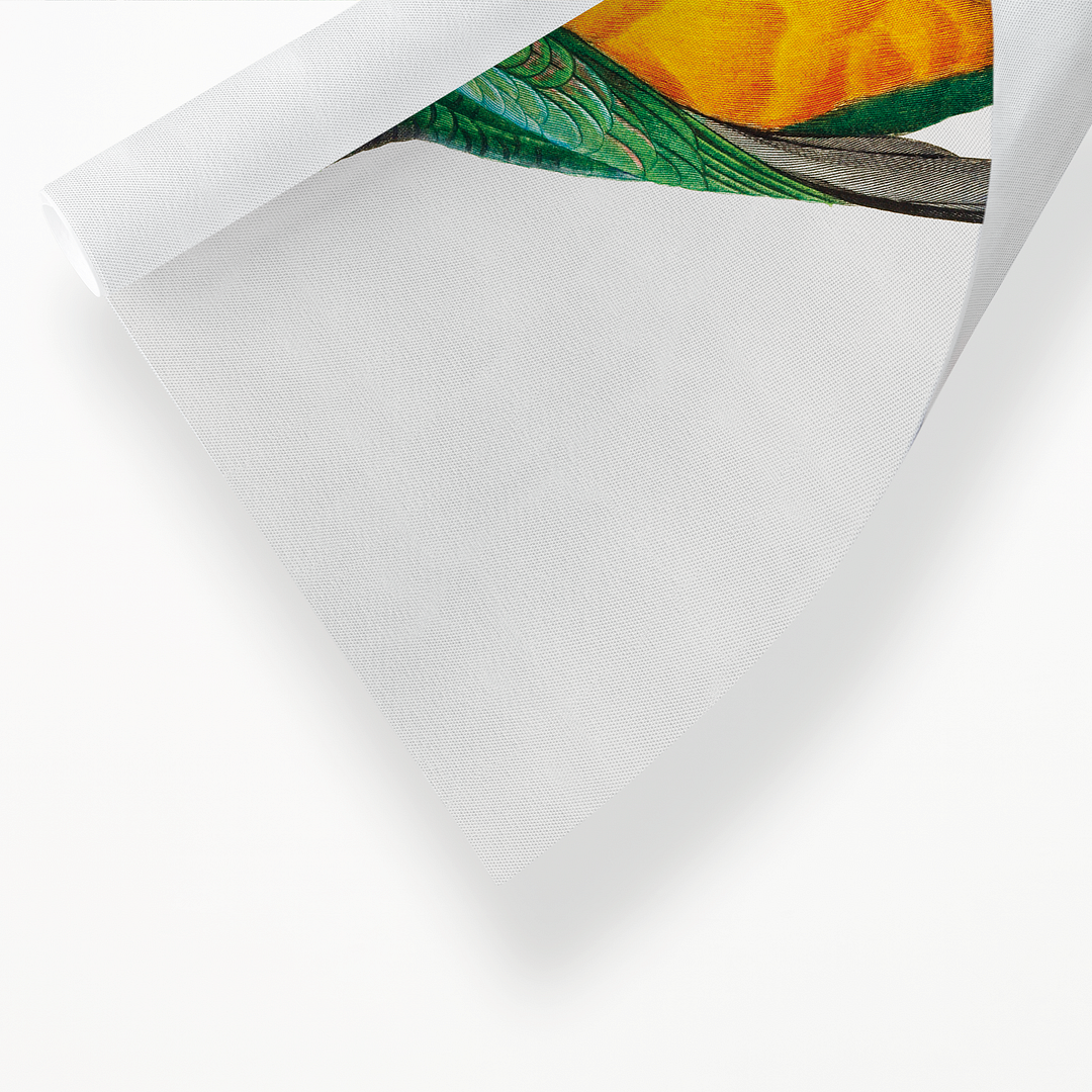 Senegal Parrot III - Art Print