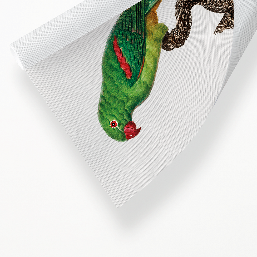 The Alexandrine Parakeet - Art Print