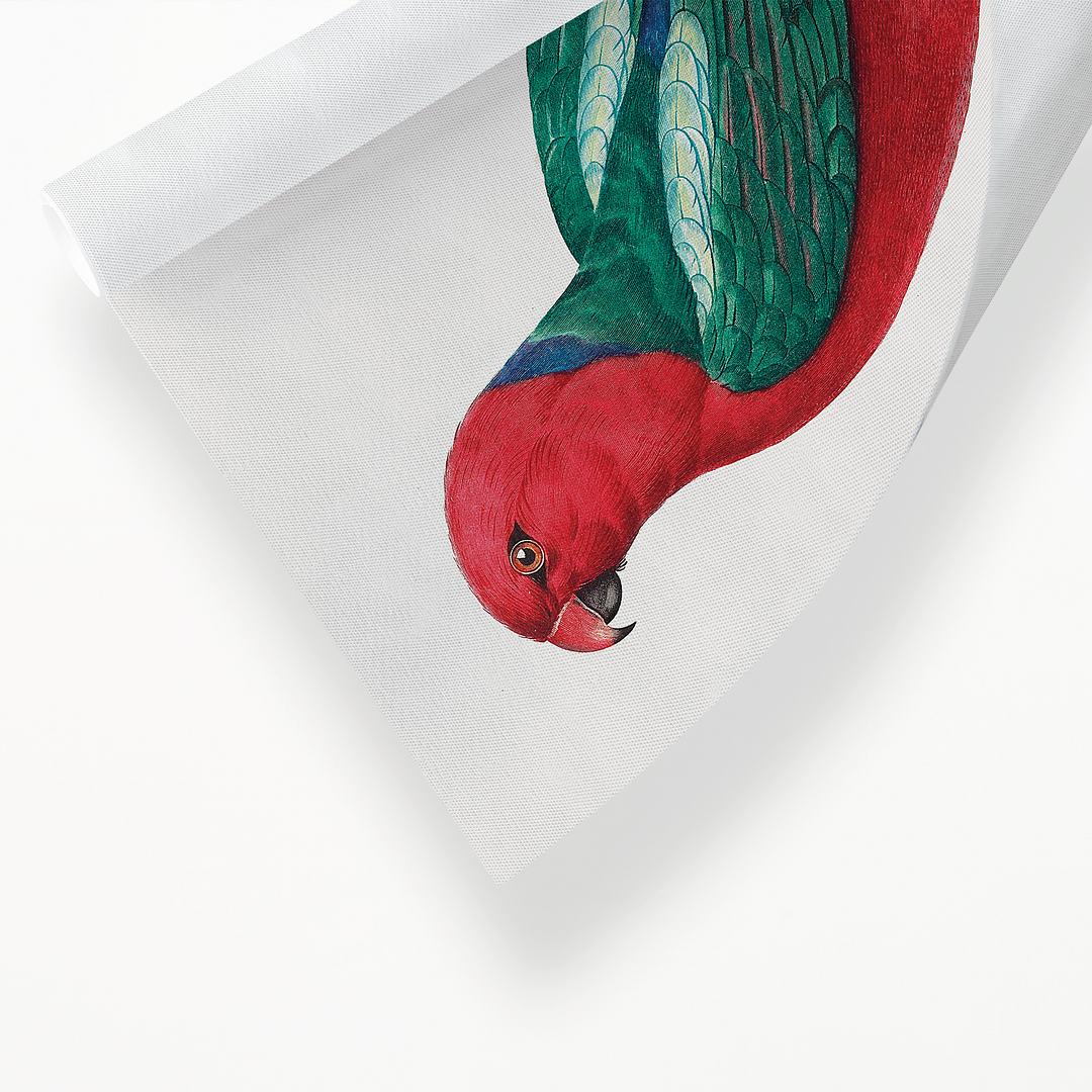 The Australian king parrot, Alisterus scapularis - Art Print