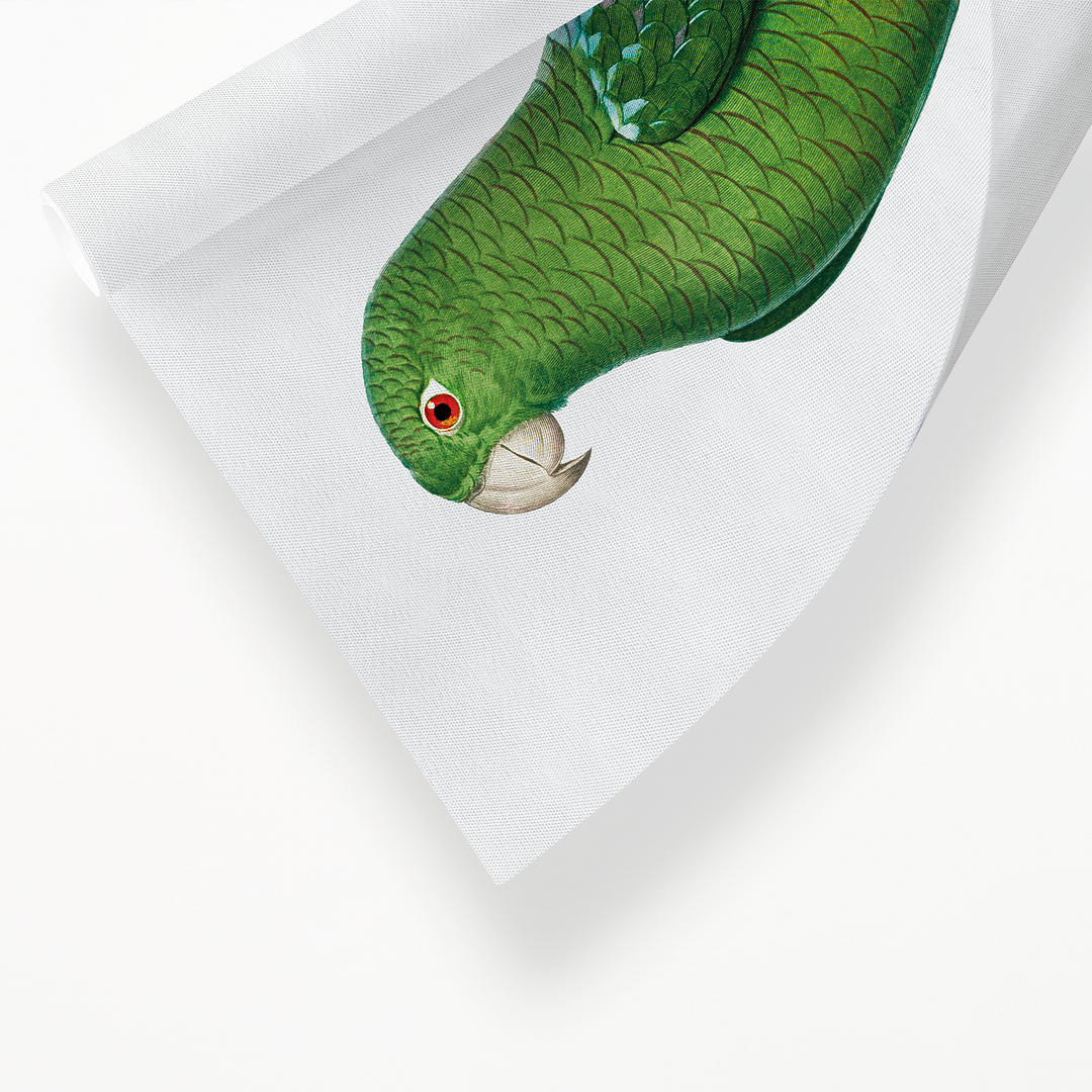 The Black-Billed Amazon, Amazona agilis - Art Print