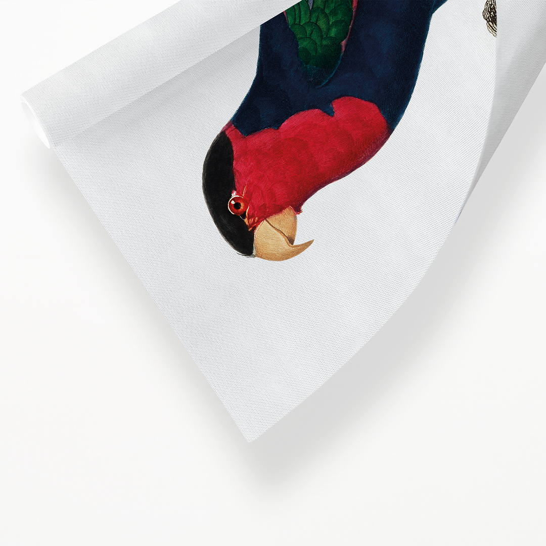 The Black-Capped Lory, Lorius lory II - Art Print