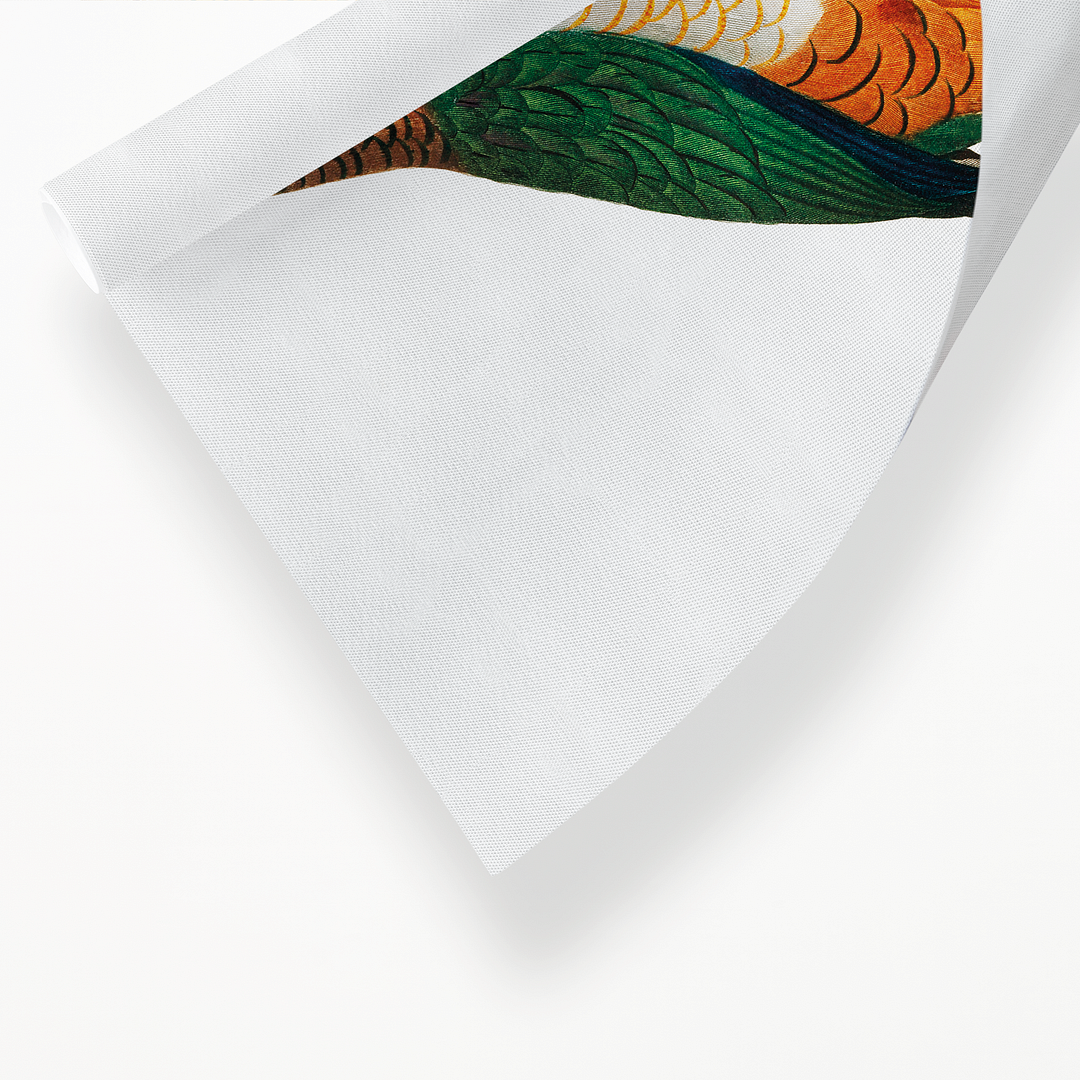 The Black-Headed Parrot, Pionites melanocephalus - Art Print