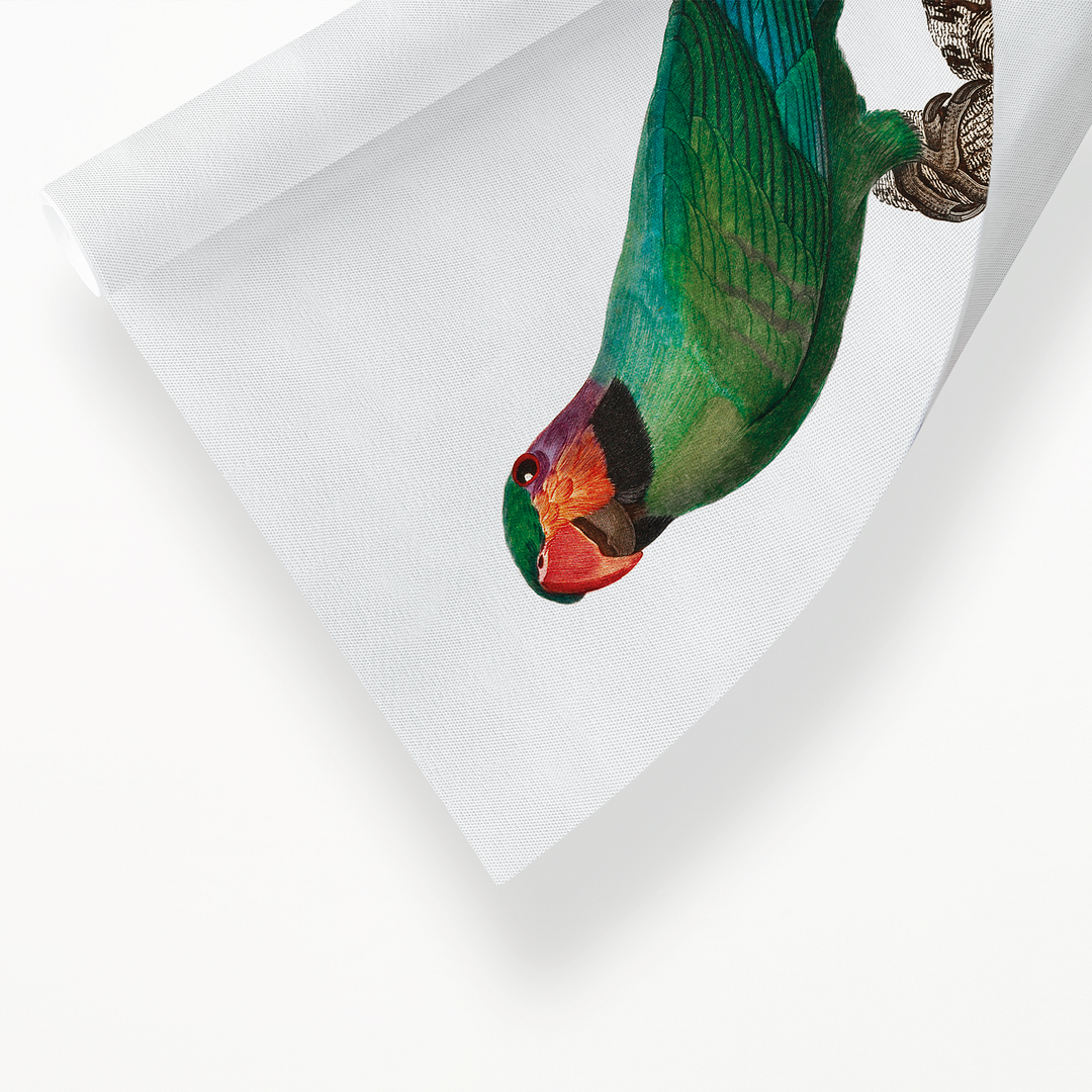 The Blossom-Headed Parakeet with Red Cheeks - Art Print