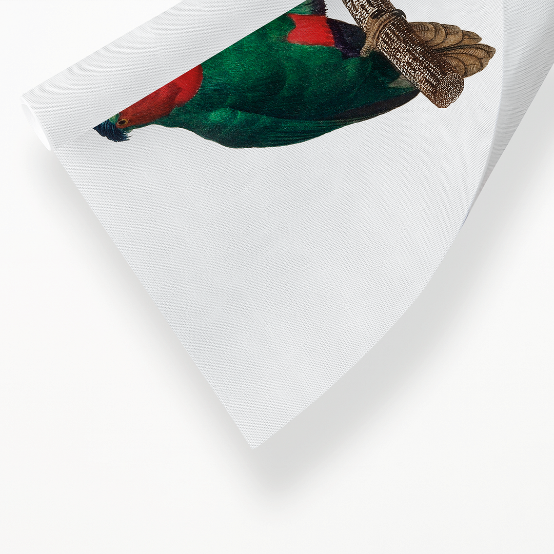 The blue-crowned lorikeet, Vini australis - Art Print