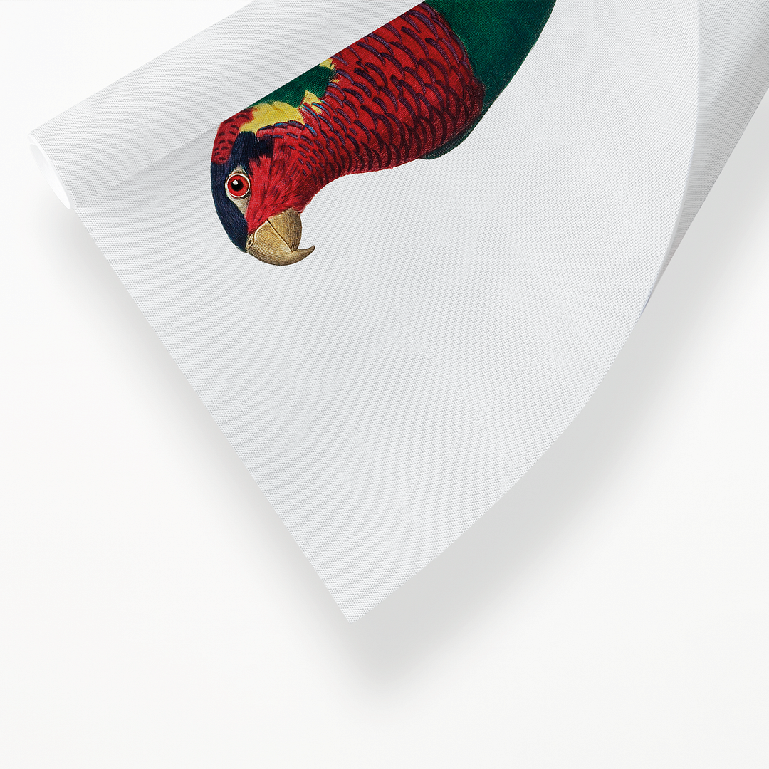 The Blue-Headed Lorikeet (Trichoglossus haematodus) - Art Print