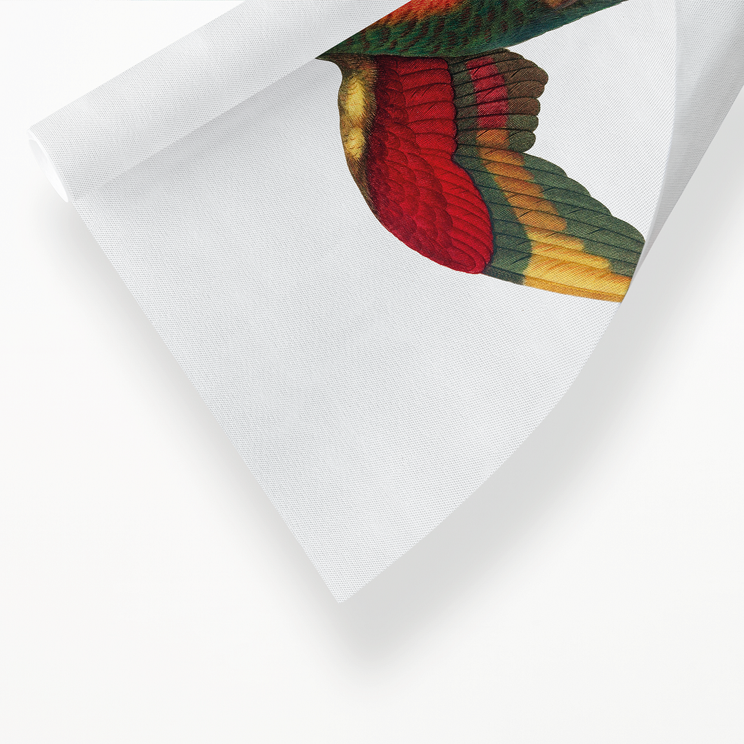 The Blue-Headed Parrot, Pionus menstruus - Art Print