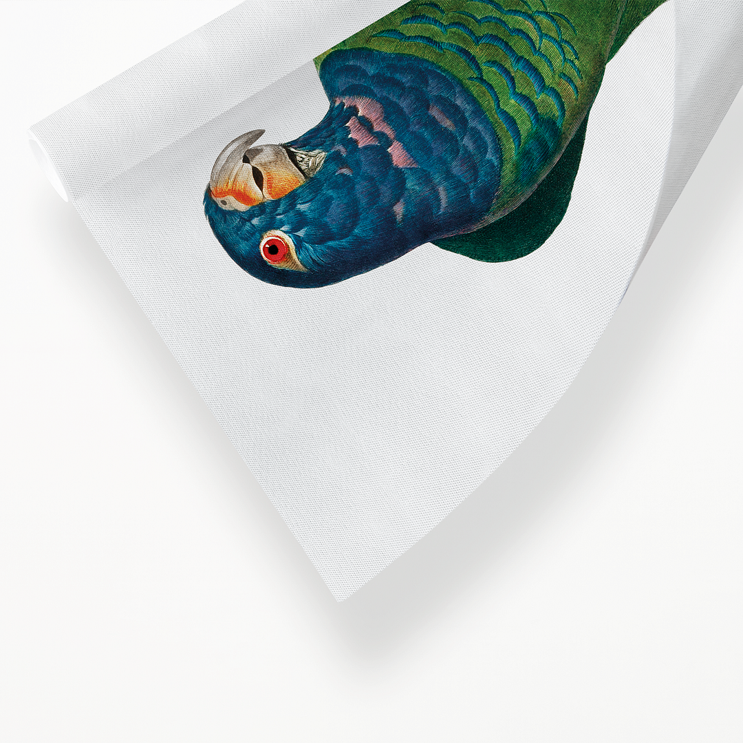 The Blue-Headed Parrot, Pionus menstruus - Art Print