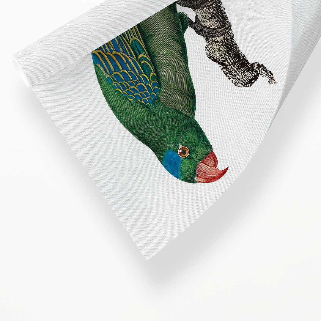 The Blue-Naped Parrot, Tanygnathus lucionensis - Art Print