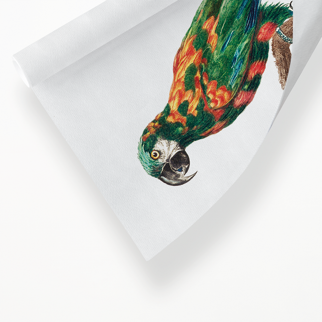 The Blue-Winged Macaw, Primolius maracana I - Art Print