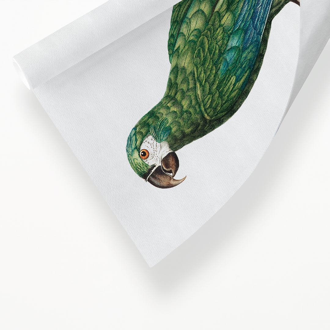 The Blue-Winged Macaw, Primolius maracana II - Art Print