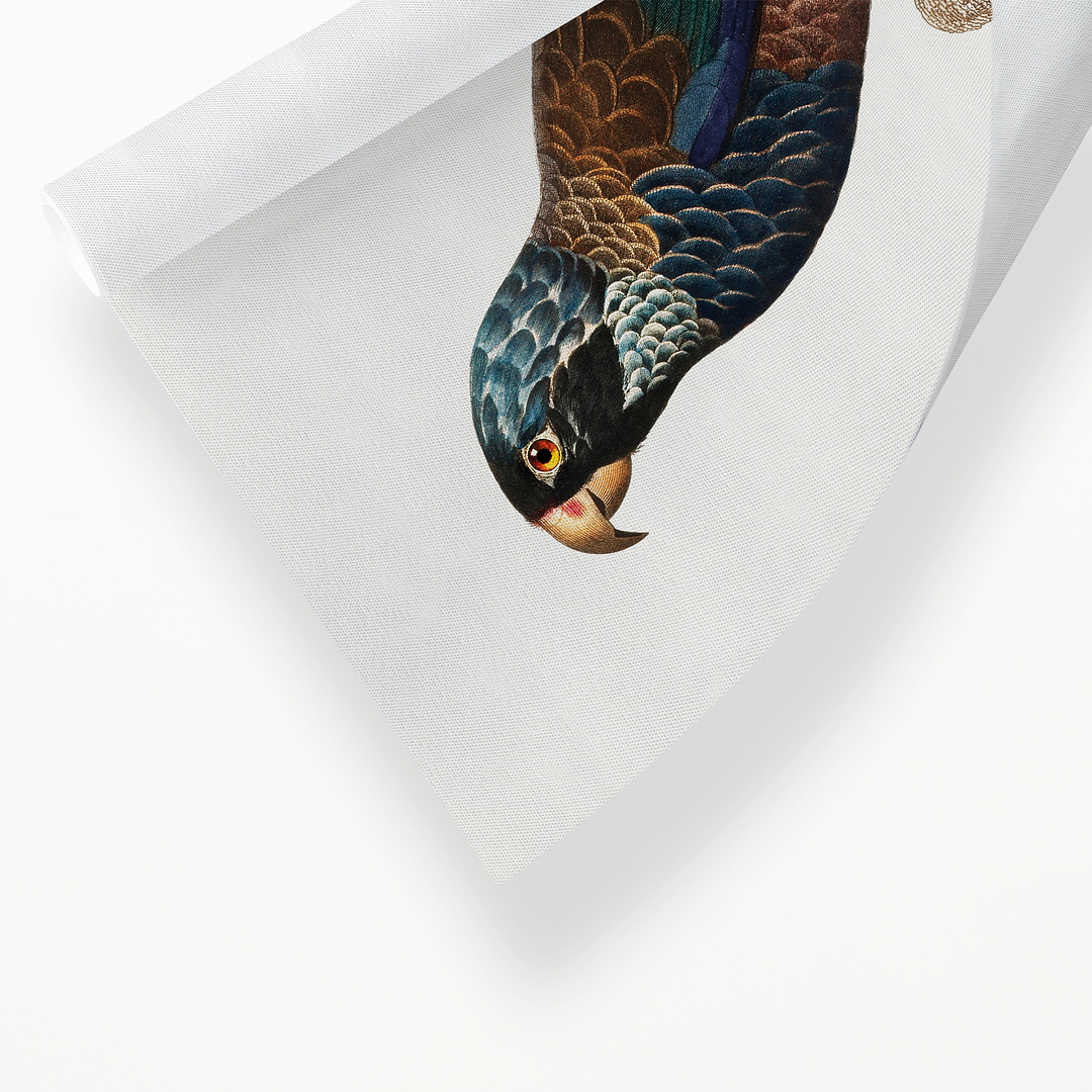 The Bronze-Winged Parrot, Pionus chalcopterus - Art Print