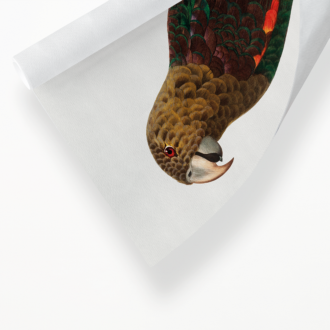 The Brown-Necked Parrot, Poicephalus fuscicollis from Natural History of Parrots - Art Print