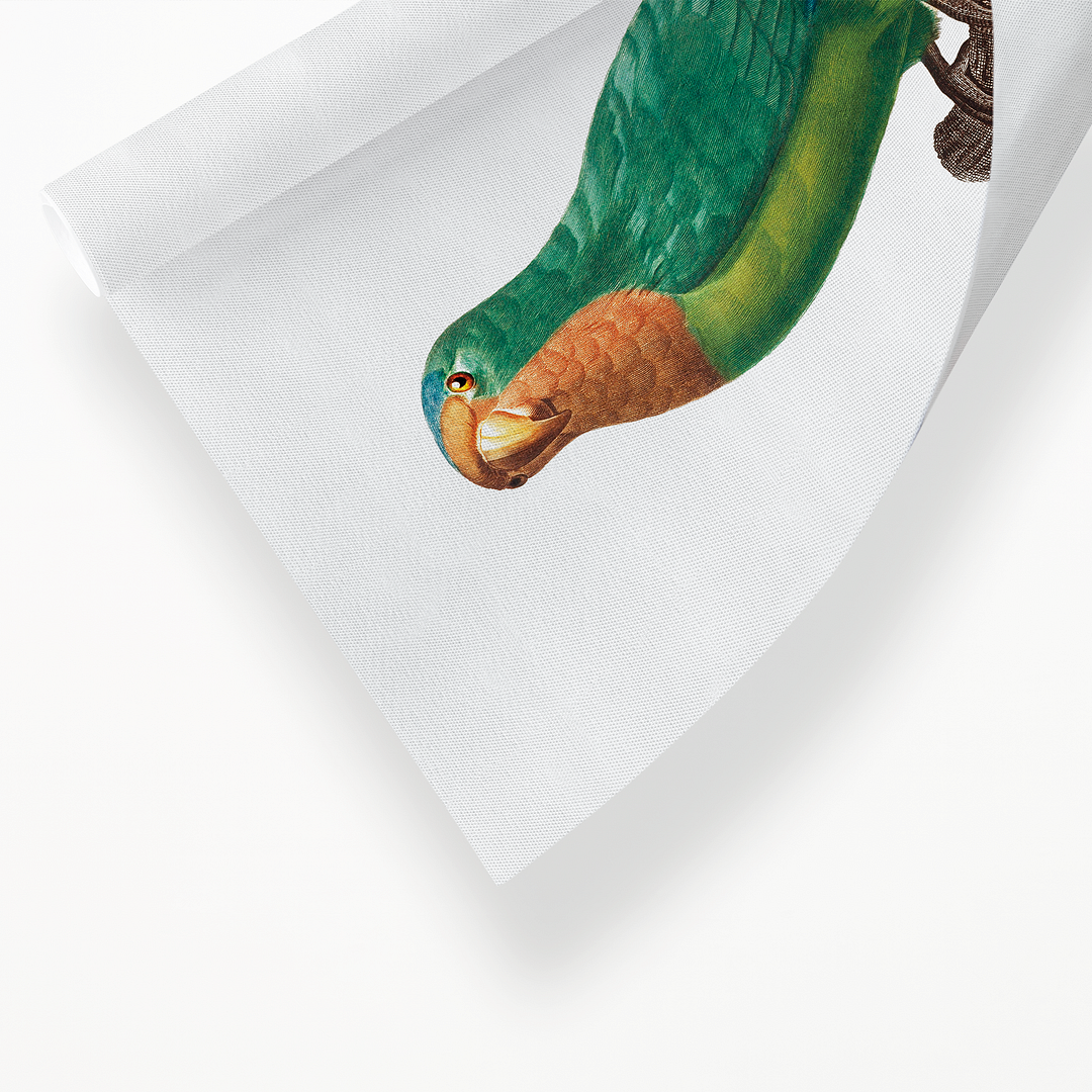 The brown-throated parakeet, Eupsittula pertinax - Art Print