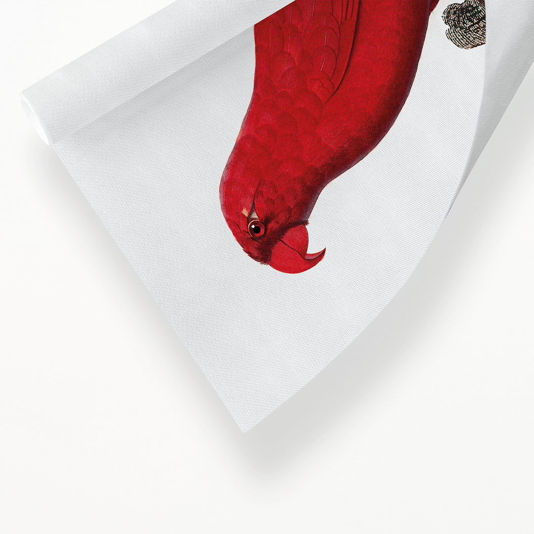 The Cardinal Lory, Chalcopsitta cardinalis - Art Print