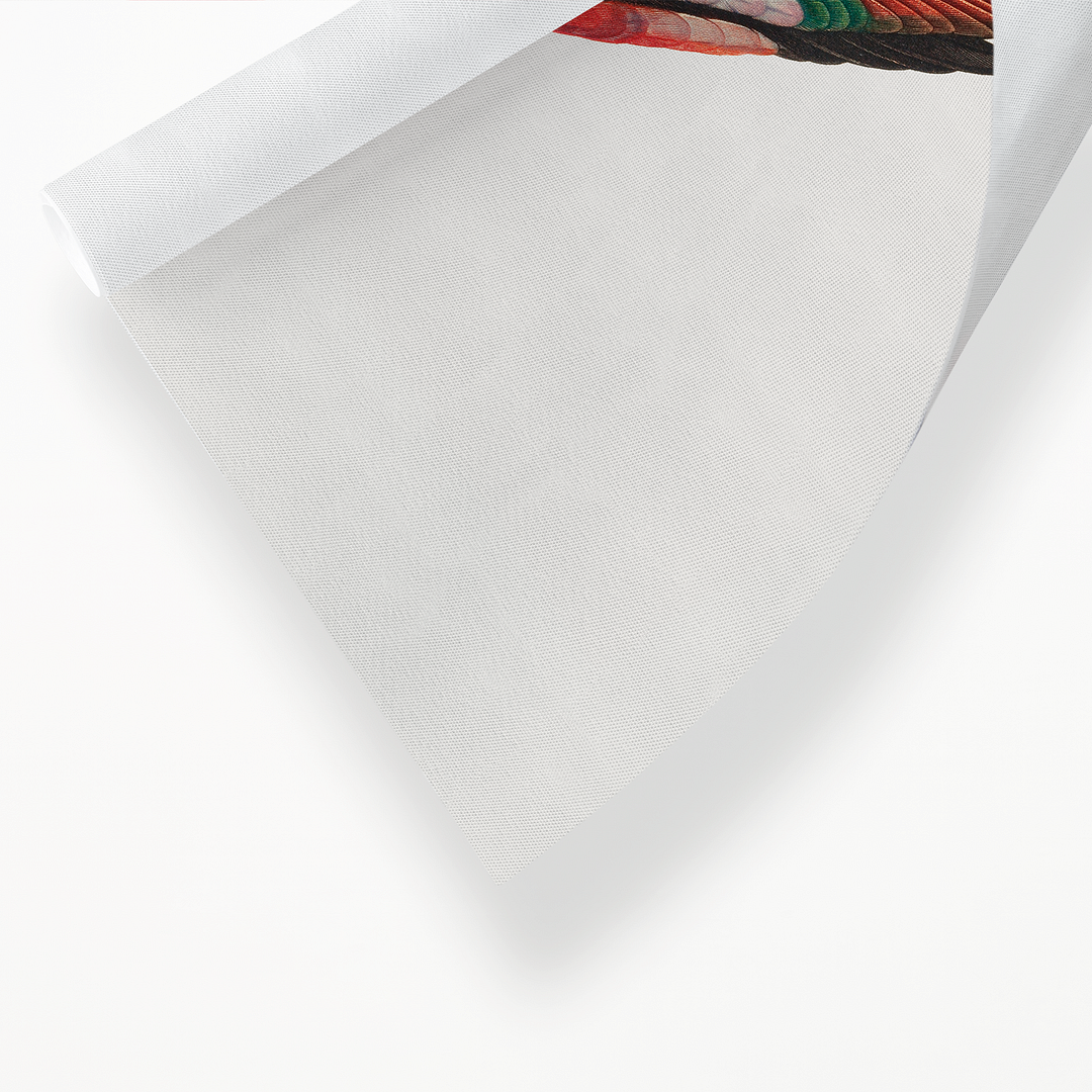 The Crimson Shining Parrot, Prosopeia splendens - Art Print