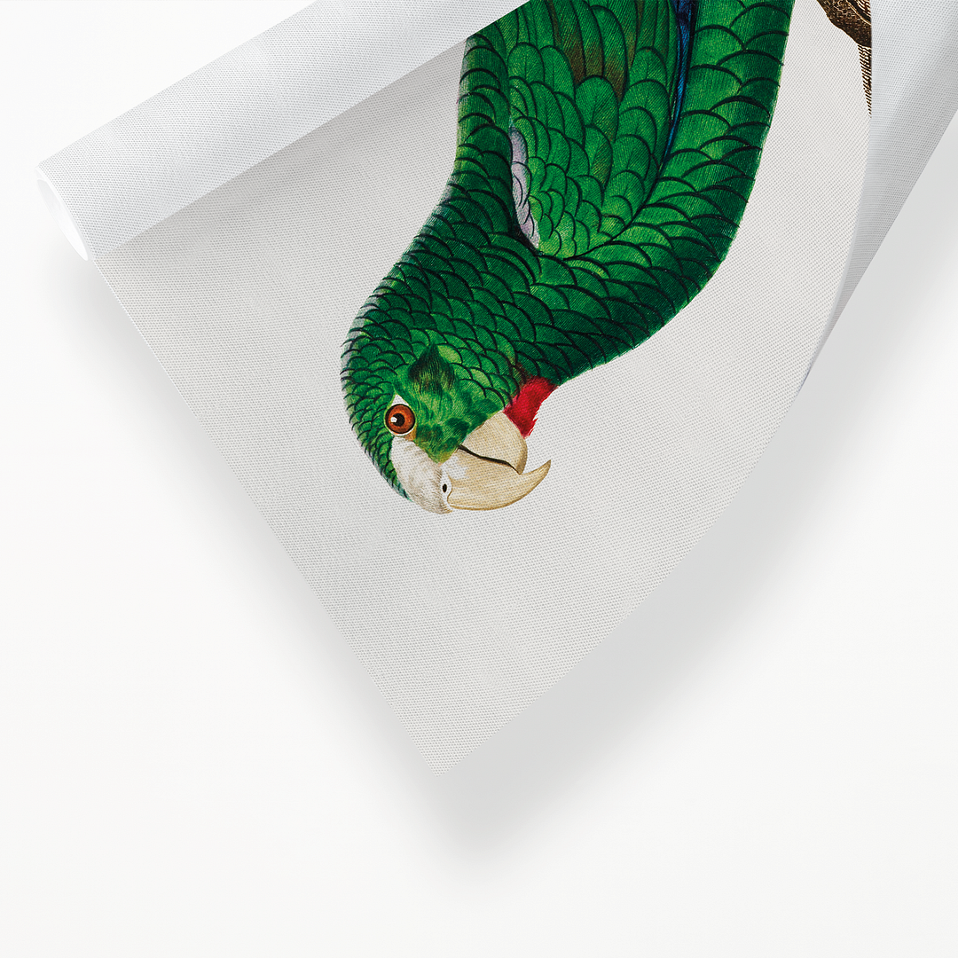The Cuban Amazon, Amazona leucocephala, male III - Art Print