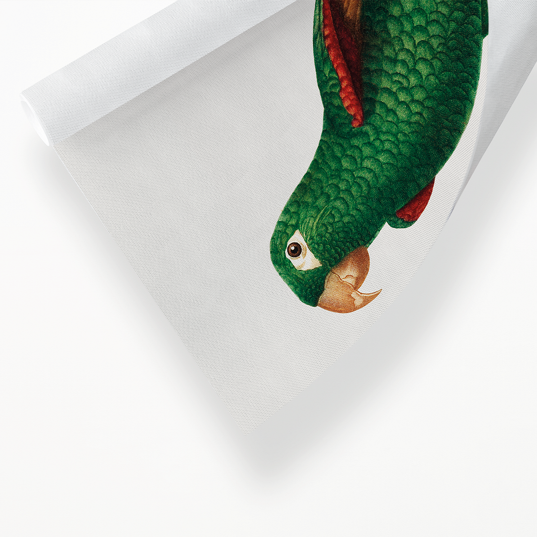 The Eclectus Parrot, Eclectus roratus - Art Print