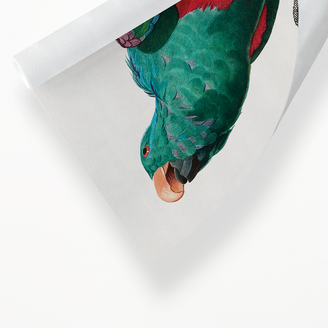 The Eclectus Parrot, Eclectus roratus - Art Print