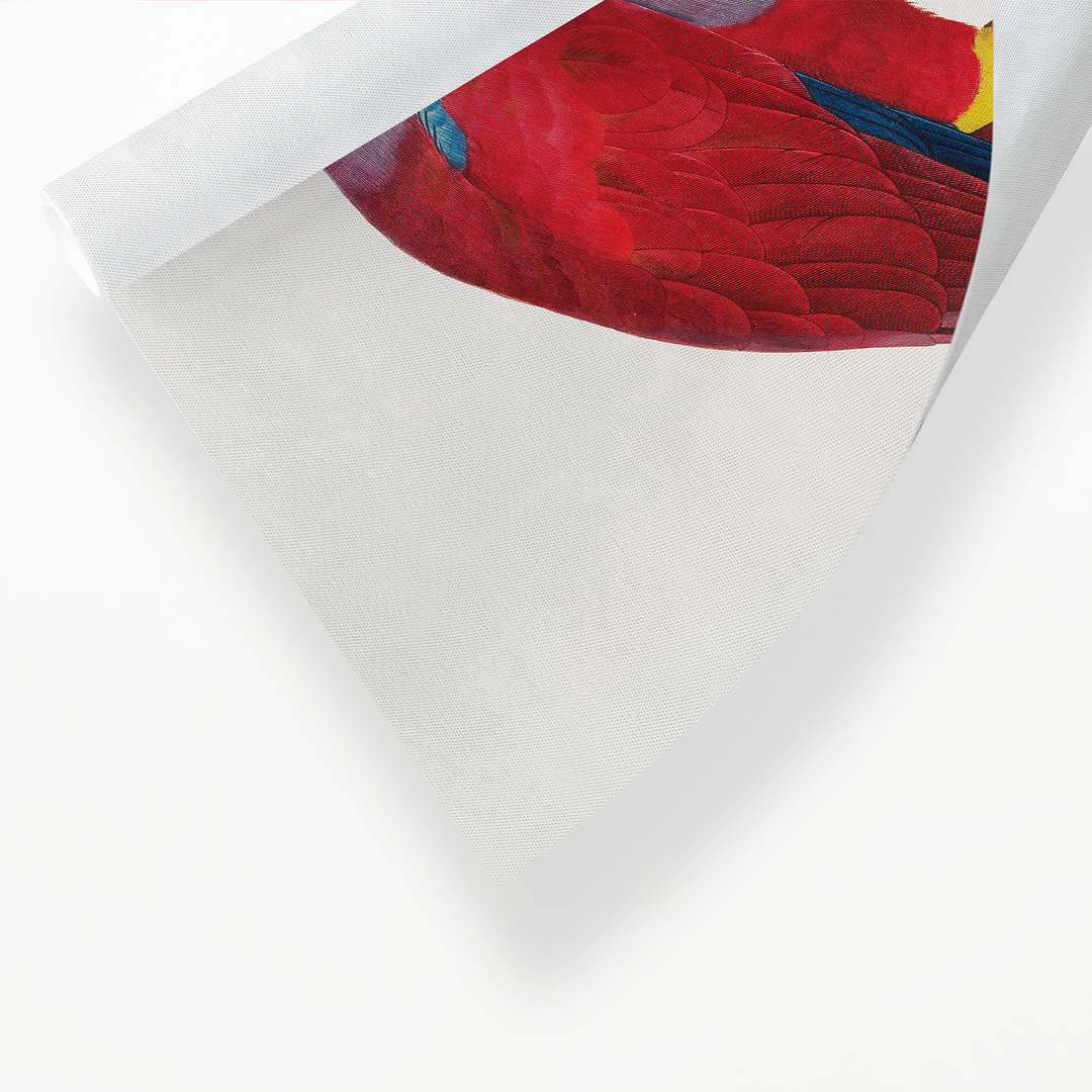 The Eclectus Parrot, Eclectus roratus, male - Art Print