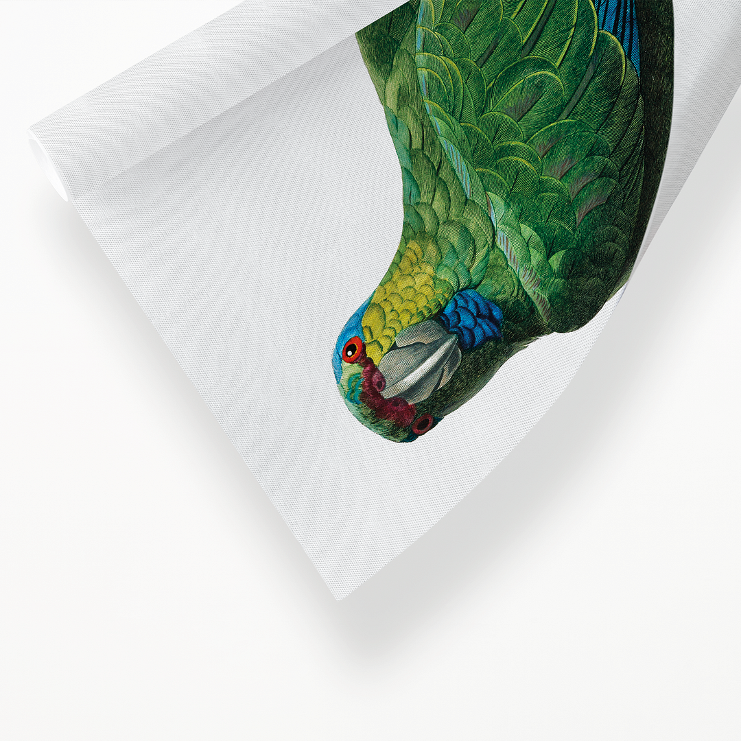 The Festive Amazon, Amazona festiva - Art Print