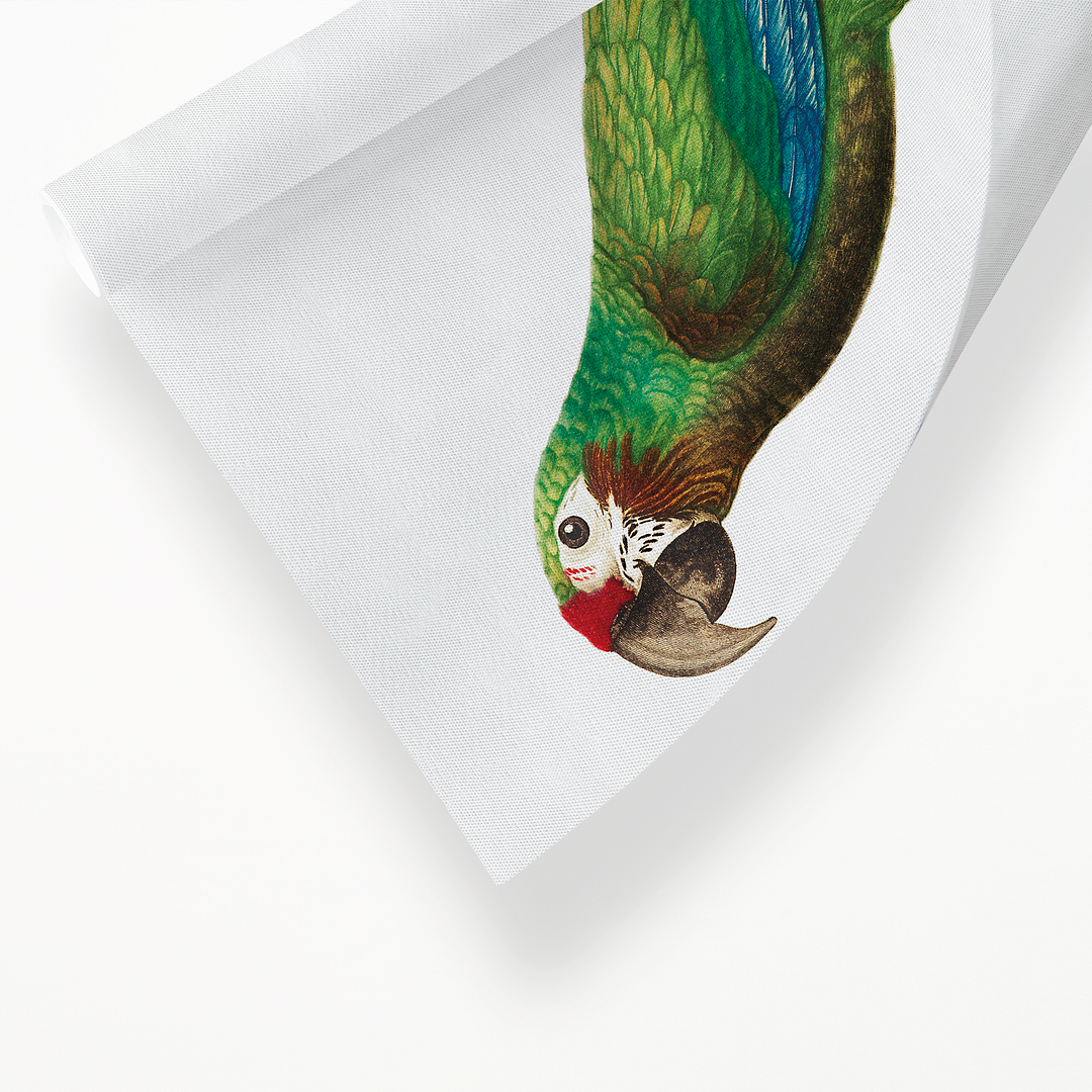 The Great Military Macaw, Ara ambiguus - Art Print