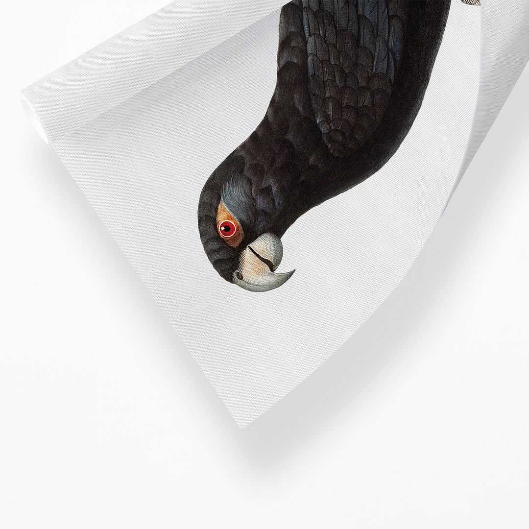 The Greater Vasa Parrot - Art Print