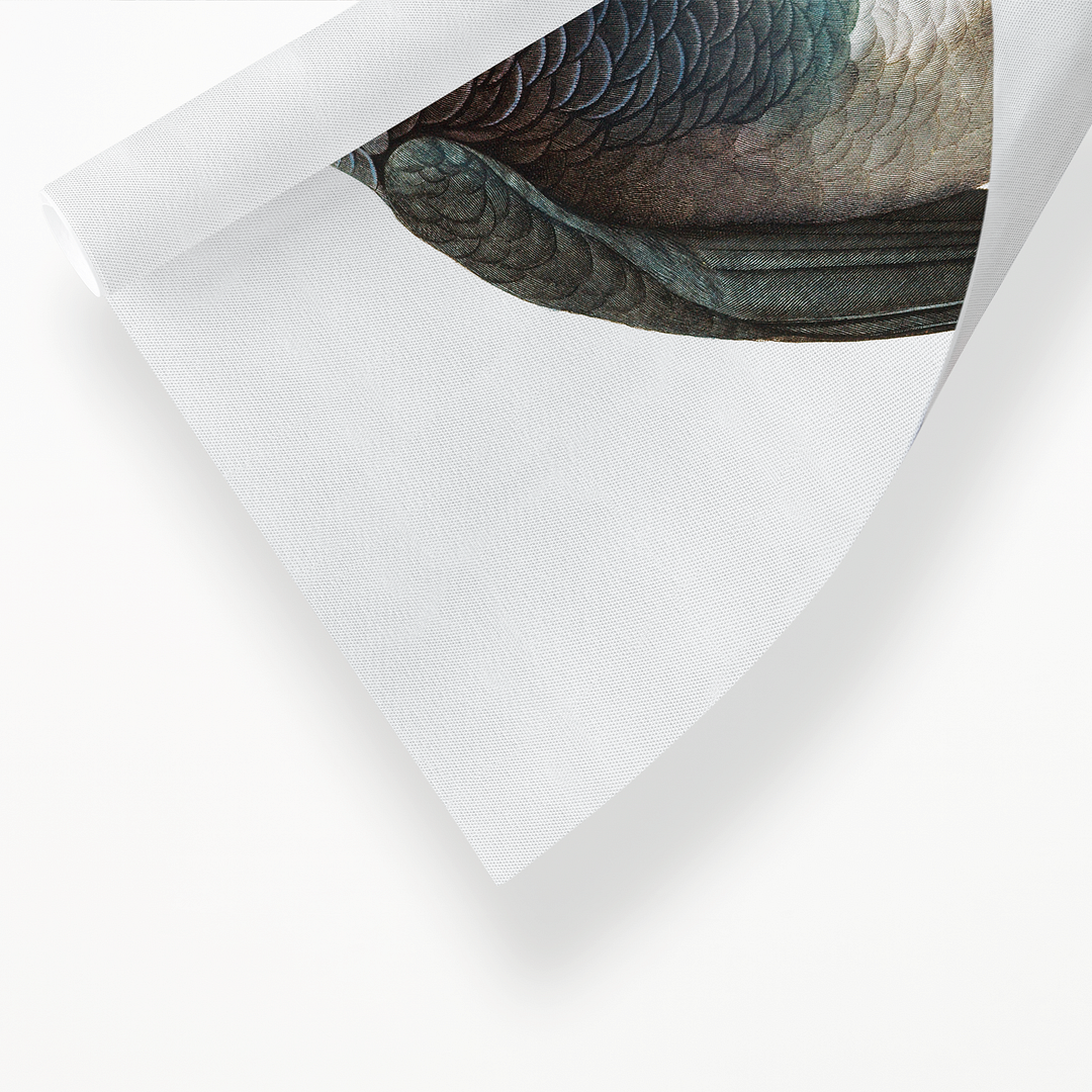 The Grey Parrot, Psittacus erithacus III - Art Print