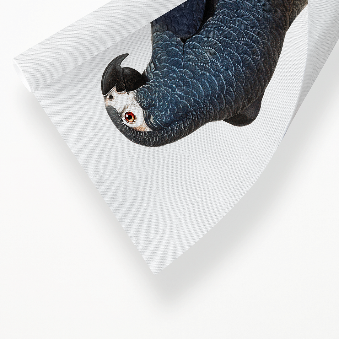 The Grey Parrot, Psittacus erithacus IV - Art Print
