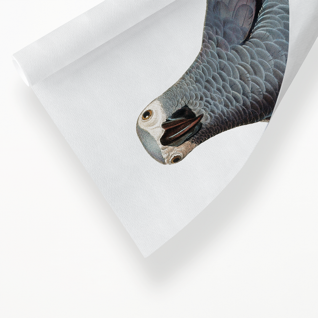 The Grey Parrot, Psittacus erithacus V - Art Print