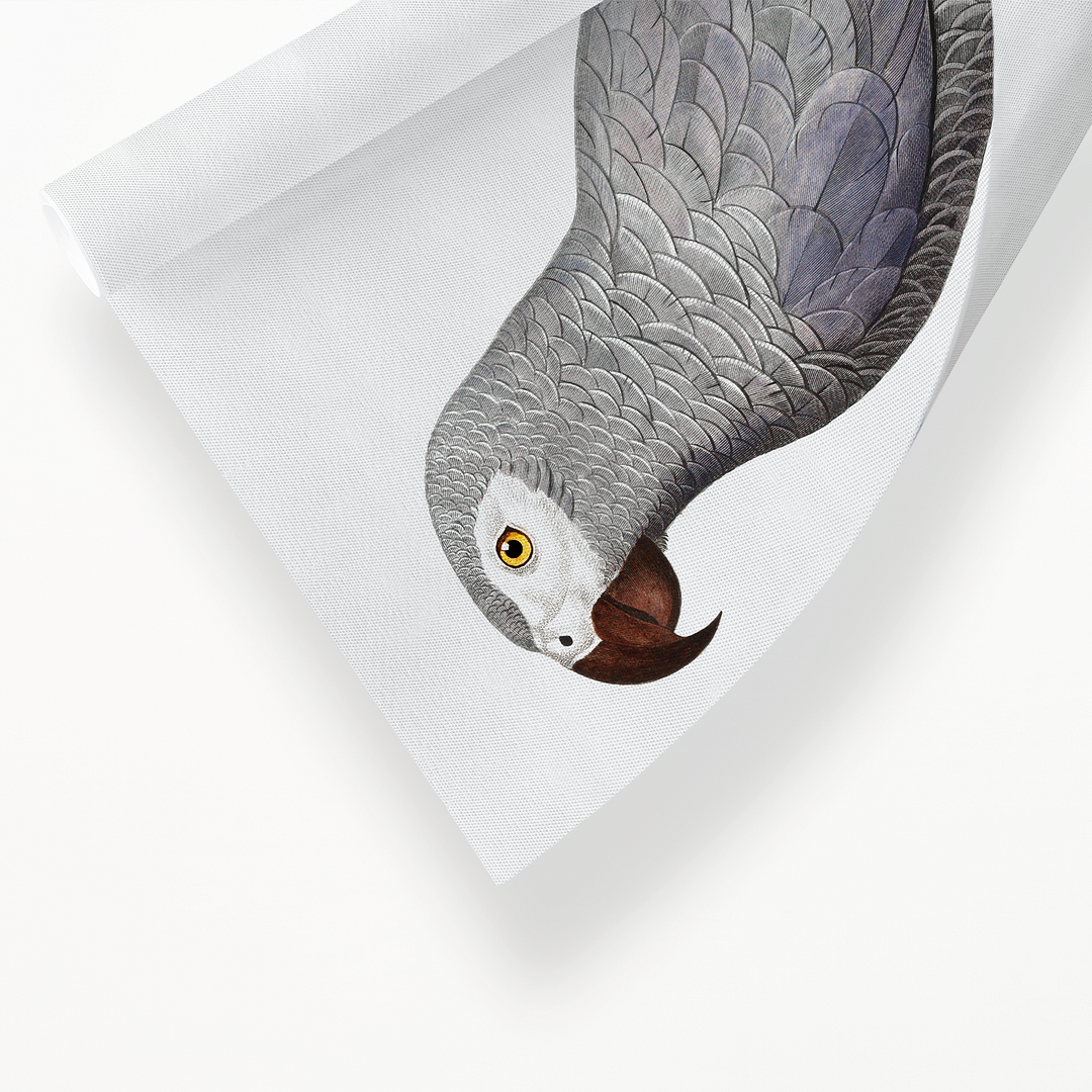 The Grey Parrot, Psittacus erithacus II - Art Print