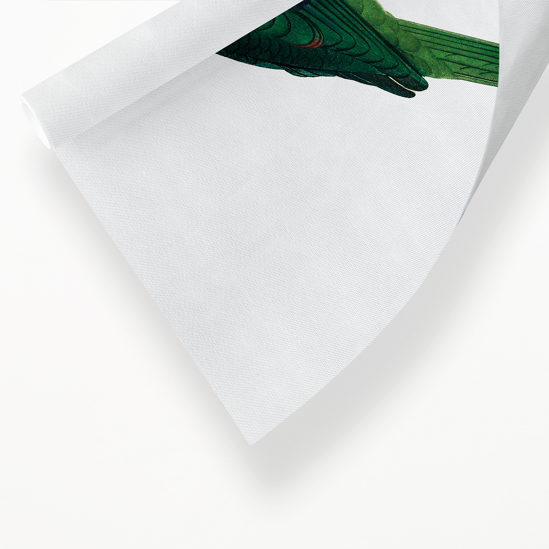 The Grey-Cheeked Parakeet (Brotogeris pyrrhoptera) - Art Print