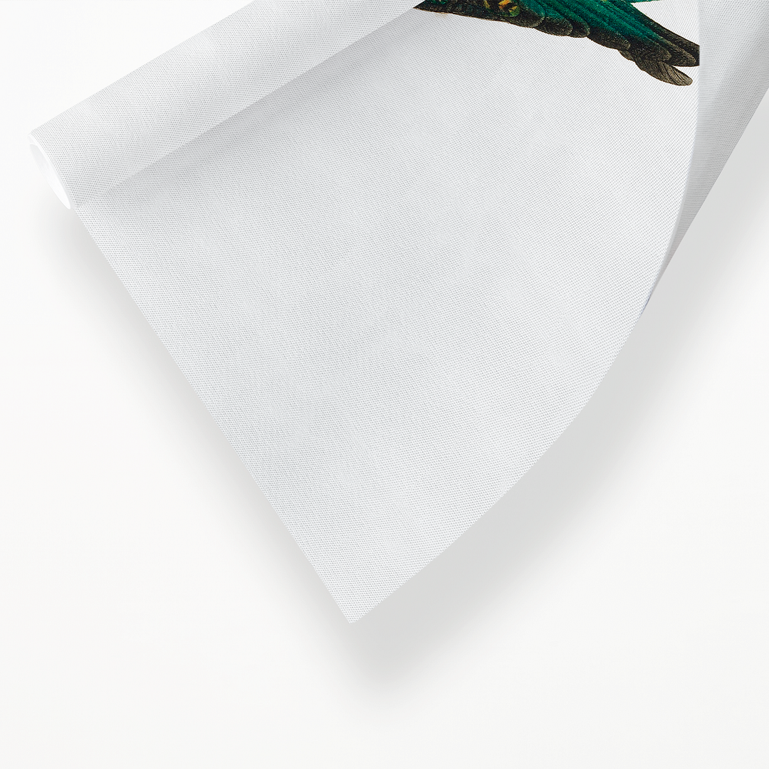 The Ingambe Parakeet - Art Print