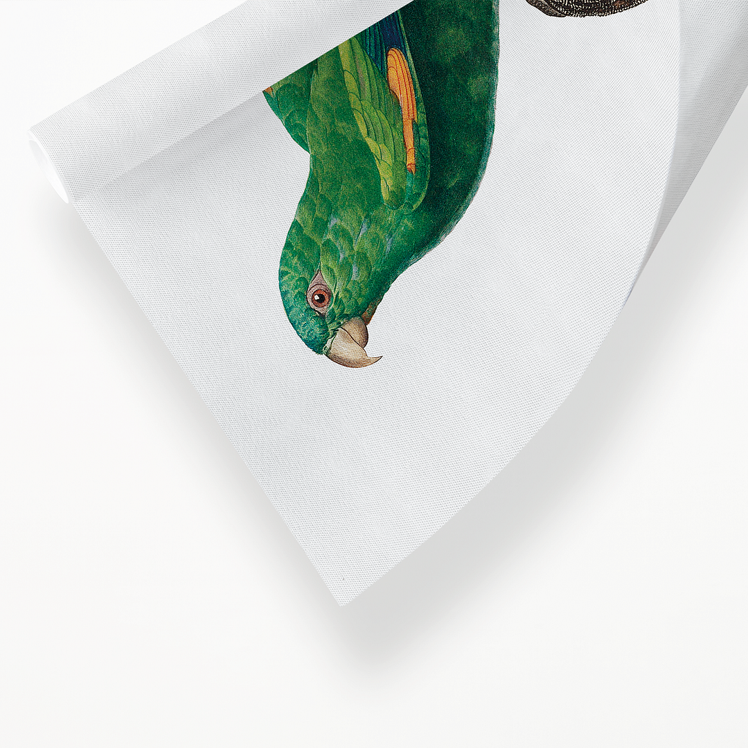 The marigold lorikeet, Trichoglossus capistratus, male - Art Print
