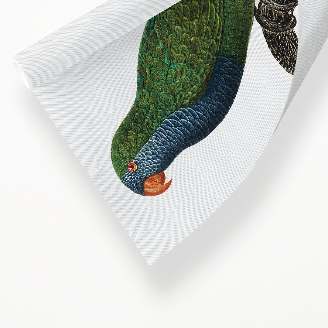 The Monk Parakeet, Myiopsitta monachus - Art Print