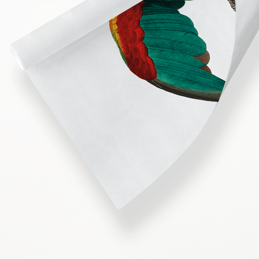 The Orange-Cheeked Parrot, Pyrilia barrabandi - Art Print
